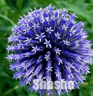 100PCS Giant Allium Giganteum Seeds - 2 Colors Available