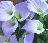 100PCS Anthurium Seeds - 2 Colors Available
