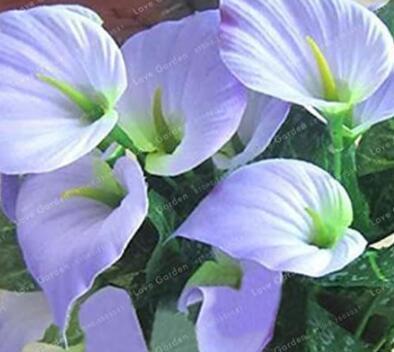100PCS Anthurium Seeds - 2 Colors Available