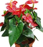 100PCS Anthurium Seeds - 2 Colors Available