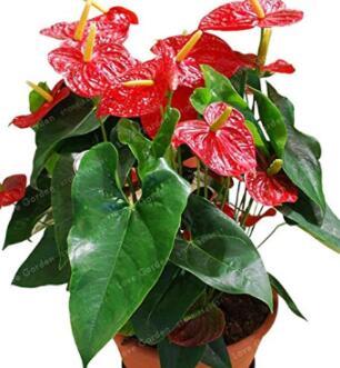 100PCS Anthurium Seeds - 2 Colors Available