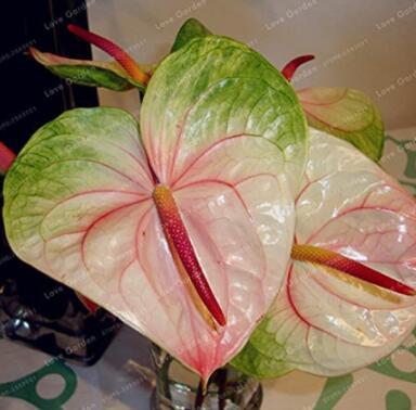 100PCS Anthurium Seeds - Green Light Pinkish Bicolor Flowers