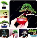 100PCS Colorful Japanese Juniper Mixed Seeds