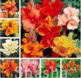 200PCS Canna Lily Flore Outdoor Indoor Seeds - Mixed Flowers