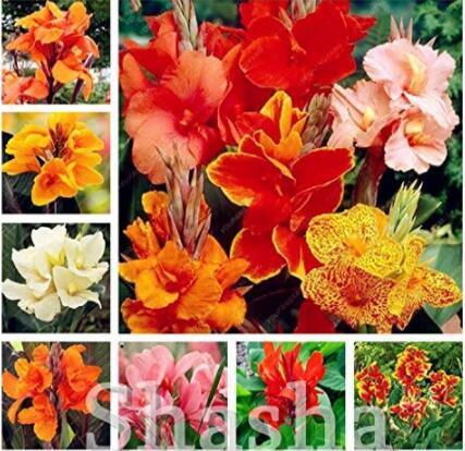 200PCS Canna Lily Flore Outdoor Indoor Seeds - Mixed Flowers