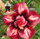 2PCS Desert Rose Adenium Seeds - 2 Types Available