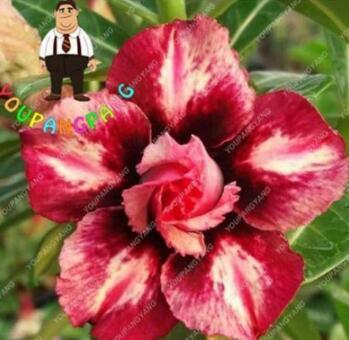 2PCS Desert Rose Adenium Seeds - 2 Types Available