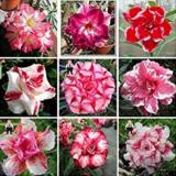 2PCS Desert Rose Adenium Seeds - 2 Types Available