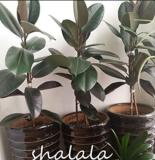 50PCS Ficus Elastica Decora Indian Rubber Tree Seeds - Green Color