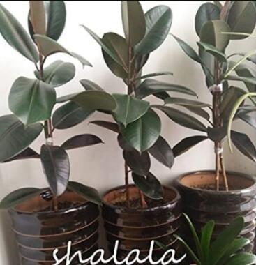 50PCS Ficus Elastica Decora Indian Rubber Tree Seeds - Green Color