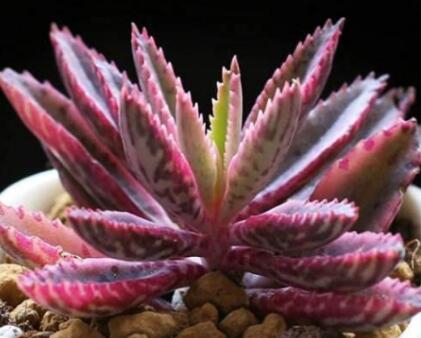 50PCSKalanchoesementesSeedsSucculentBonsaiSeeds