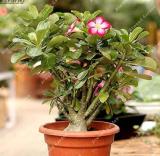2PCS Desert Rose Adenium Seeds - Bonsai Series White Single Flowers with Rose Red Edge