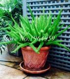 100PCS Garden Foxtail Fern Bonsai Seeds - Green Color