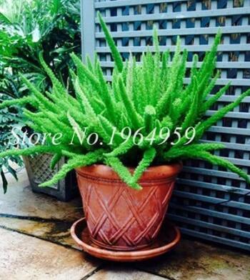 100PCS Garden Foxtail Fern Bonsai Seeds - Green Color