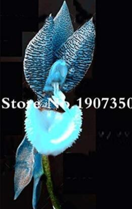 100PCS Phalaenopsis Orchid, Phalaenopsis Flower Seeds - Sky Blue Flowers with Black Spots