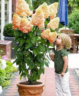20PCS Champagne Hydrangea Seeds - Ice Cream Light Orange Flowers