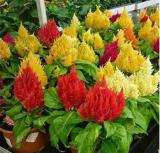 300PCS Flamingo Cockscomb Seeds - 2 Types available