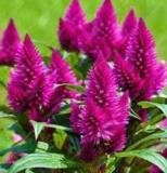 300PCS Flamingo Cockscomb Seeds - 2 Types available