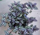 100PCS Sacred Japanese Zebrina pendula Schnizl Seeds