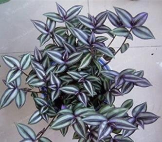 100PCS Sacred Japanese Zebrina pendula Schnizl Seeds