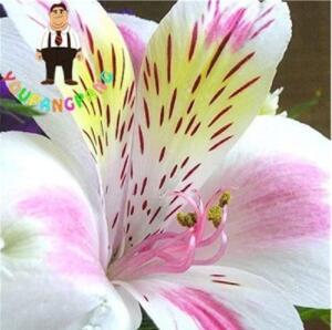 100PCS Rare Peruvian Lily Alstroemeria Seeds - White Light Pink Yellow with Coffee Stripes Flowers