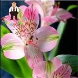100PCS Peruvian Lily Alstroemeria Seeds - Water Pink Flowers with Brown Stripes