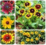 100PCS Rudbeckia Hirta Flowers Seeds - Mixed Flowers