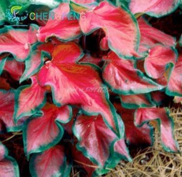 100PCS Rainbow Coleus Seeds