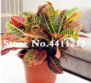 100PCS Codiaeum variegatum Seeds - Rose Red Yellow Green Colors
