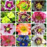 20PCS Japanese Potted Helleborus Plant Seeds - Mixed Flowers