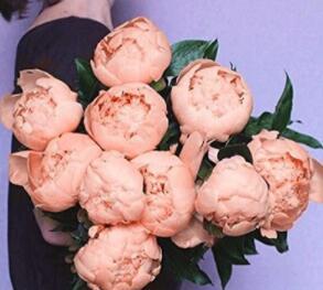 10PCS Chinese Peony Flowers Seeds - Light Orange Flowers