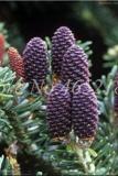 100PCS Korean Fir Flores Abies koreana Seeds - Purple Fruits Color