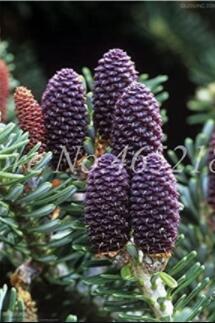100PCS Korean Fir Flores Abies koreana Seeds - Purple Fruits Color