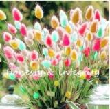 200PCS Rainbow Tails Grass Seeds