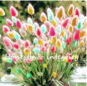 200PCS Rainbow Tails Grass Seeds