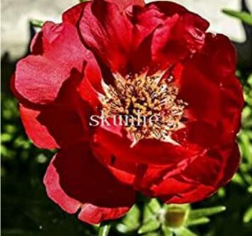 100PCS Portulaca grandiflora Seeds - Dark Red Double Flowers