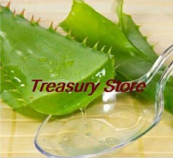 200PCS Aloe Seeds Houseplants Succulent Aloe Vera Green Color
