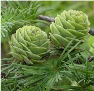 50PCS Larch Pine Tree Plants Seeds