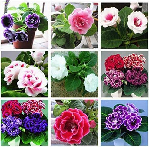 100PCS Perennial Sinningia Gloxinia Flower Seeds - Mixed 9 Types Flowers