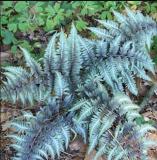 100pcs Japanese Painted Fern Seeds - Light Greyish Green Leaves