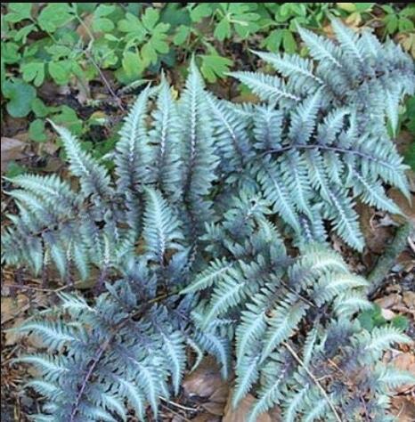 100pcs Japanese Painted Fern Seeds - Light Greyish Green Leaves