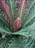 100pcs Garden Fern Seeds Rare Creeper Vines Grass Dark Green Pink Leaves