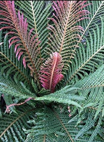 100pcs Garden Fern Seeds Rare Creeper Vines Grass Dark Green Pink Leaves