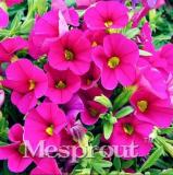 100pcs Calibrchoa Million Bells Annual Flower Seeds - Rose Red Flowers