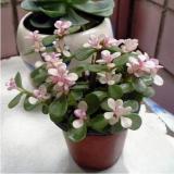 50pcs Portulacaria afra sementes Seeds