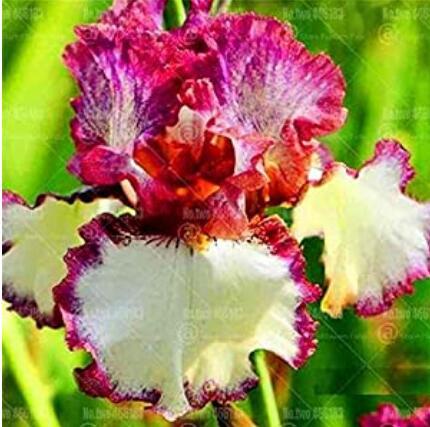 20PCS Iris tectorum Seeds - Red Rose Red White Colorful Flowers