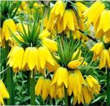 20PCS Yellow Imperial Crown bonsais Fritillaria imperialis Lutea Flowers Seeds
