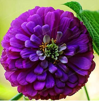 50PCS Classic Zinnia Elegans Flower Seeds