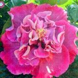 100PCS Double Flap Hibiscus Flower Seeds - Pink Flowers