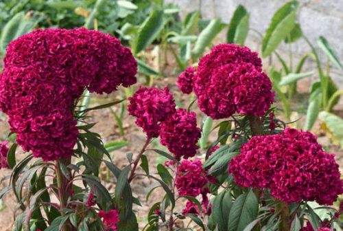 Amish Heirloom Indiana Giant Cockscomb Seeds, Professional Pack, 80 Seeds / Pack, Attracts Butterflies #NF925